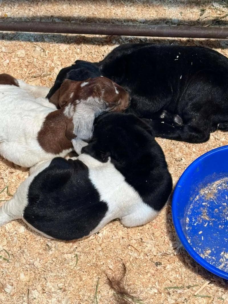 纯种波尔山羊养殖技术要点有哪些？-图1