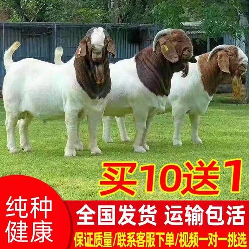 纯种波尔山羊养殖技术要点有哪些？-图3