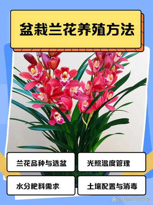 美国兰花养殖技术要点有哪些?-图1 美国兰花养殖技术要点有哪些?-图1