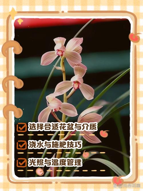 美国兰花养殖技术要点有哪些？-图2