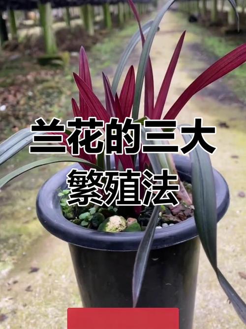 美国兰花养殖技术要点有哪些？-图3