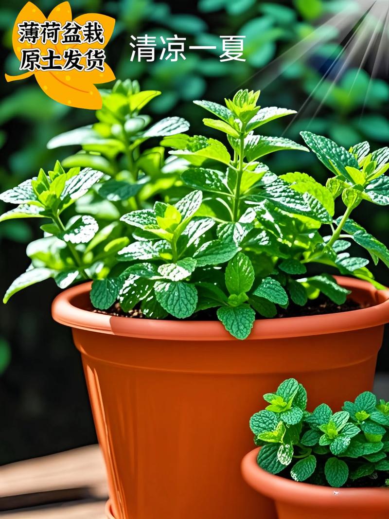 常见售卖的薄荷品种有哪些？-图1