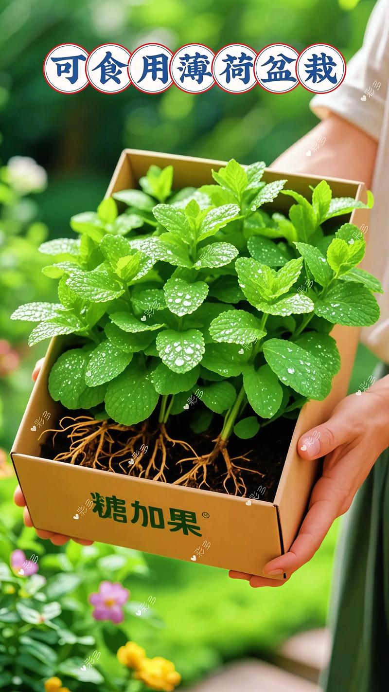 常见售卖的薄荷品种有哪些？-图2