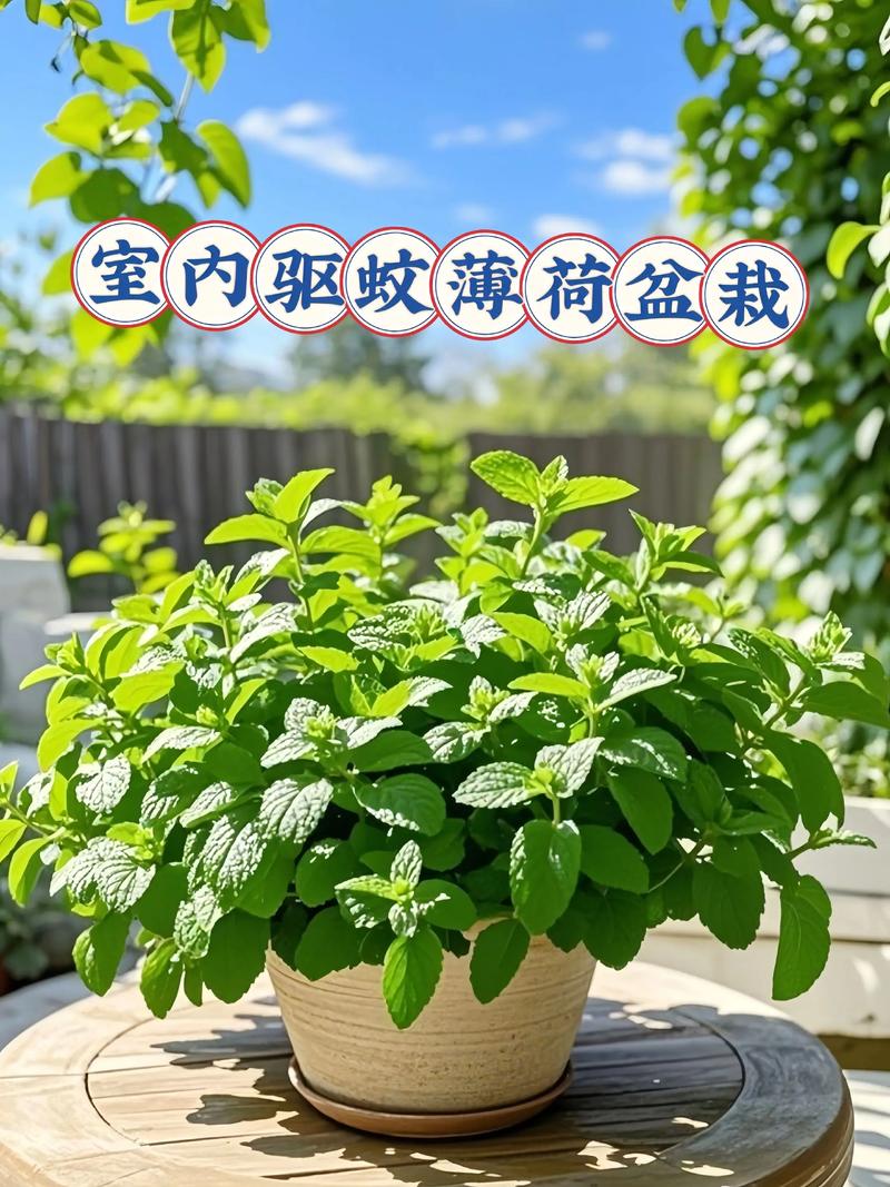 常见售卖的薄荷品种有哪些？-图3