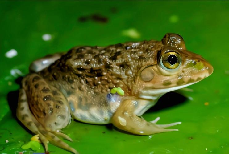 虎纹娃哪里能买到?-图1 虎纹娃哪里能买到?-图1