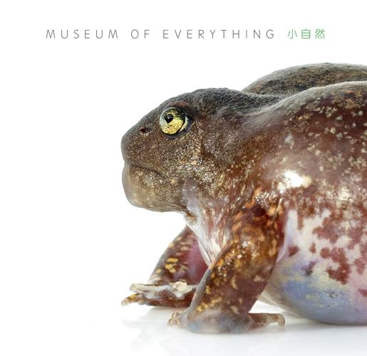 虎纹娃哪里能买到?-图2 虎纹娃哪里能买到?-图2