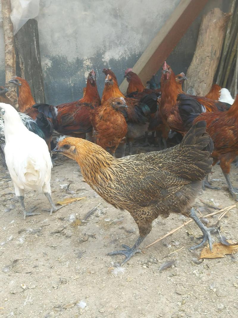 哀凉山老品种纯土鸡有何特别之处?-图1 哀凉山老品种纯土鸡有何特别之处?-图1