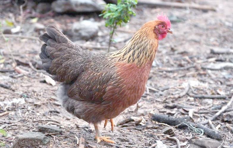 哀凉山老品种纯土鸡有何特别之处?-图2 哀凉山老品种纯土鸡有何特别之处?-图2