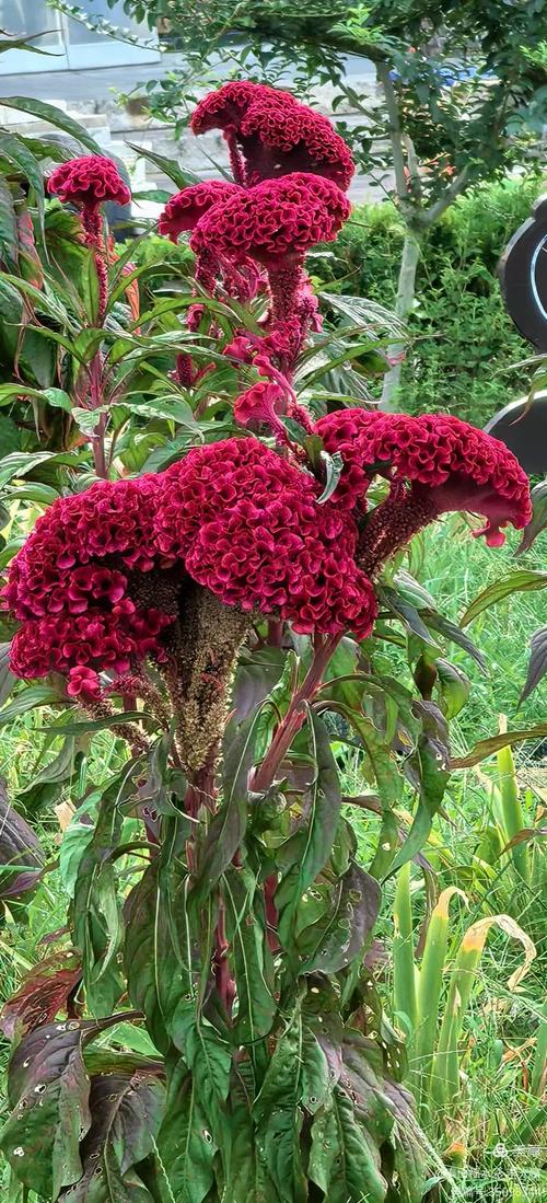 鸡冠花品种有哪些？图片大全能看全吗？-图2