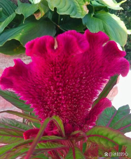 鸡冠花品种有哪些？图片大全能看全吗？-图1