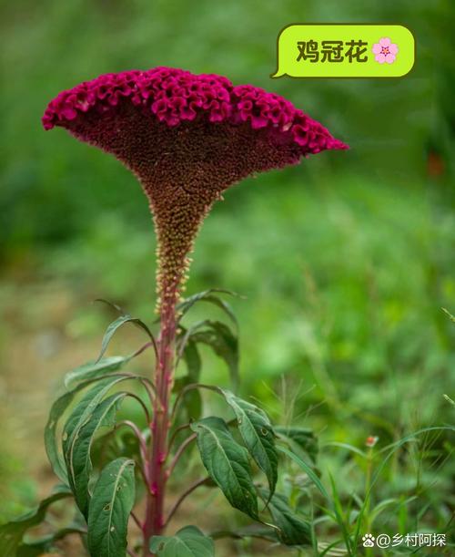 鸡冠花品种有哪些？图片大全能看全吗？-图3