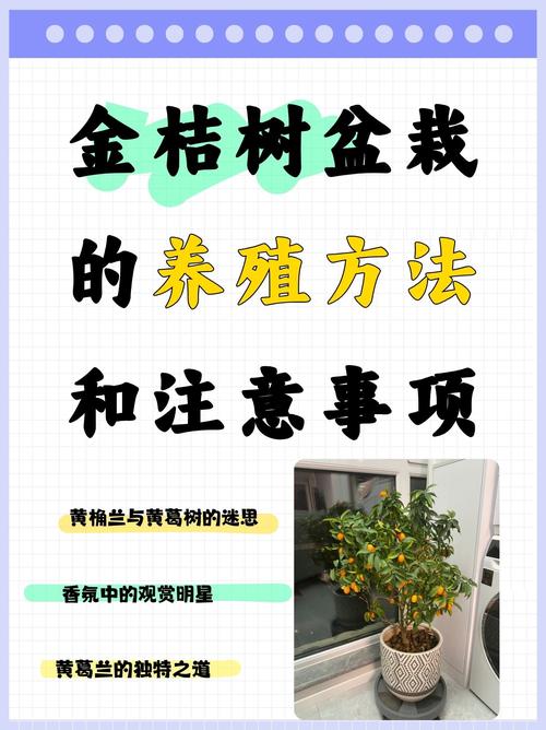 金桔盆栽养殖技术有哪些要点?-图1 金桔盆栽养殖技术有哪些要点?-图1
