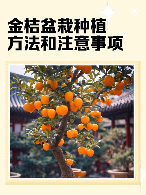 金桔盆栽养殖技术有哪些要点?-图2 金桔盆栽养殖技术有哪些要点?-图2