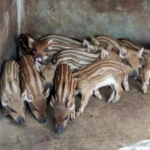 特种野猪养殖技术视频怎么学？-图1