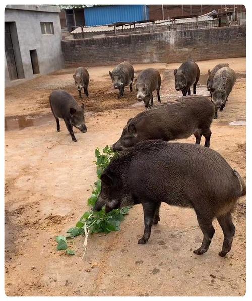 特种野猪养殖技术视频怎么学？-图3