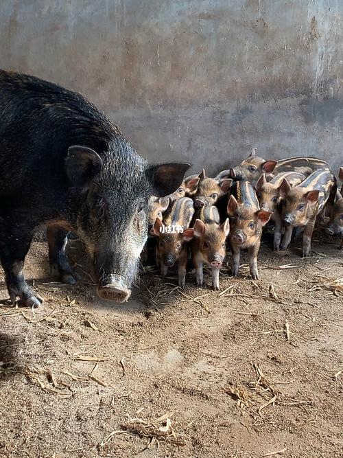 特种野猪养殖技术视频怎么学？-图2