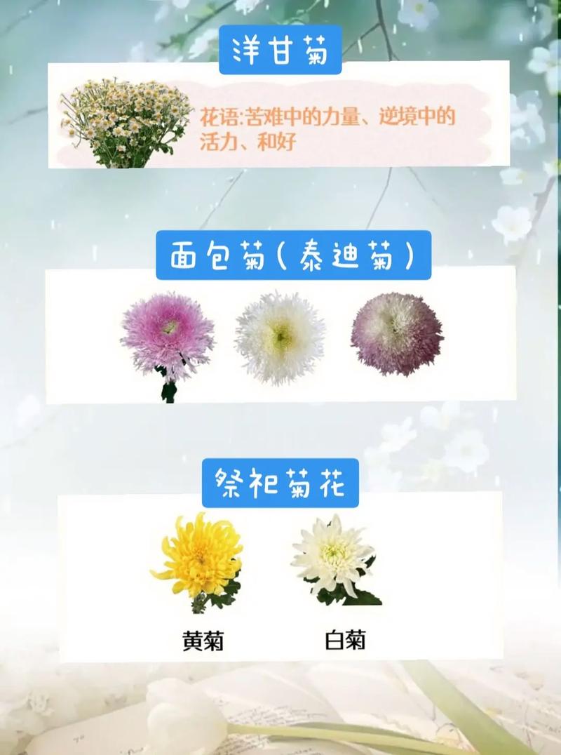 非洲菊哪些品种好养又省心？-图1