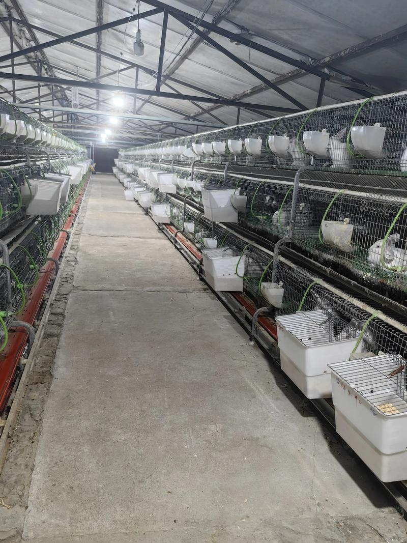 如何高效学习养殖兔子技术视频?-图3 如何高效学习养殖兔子技术视频?-图3