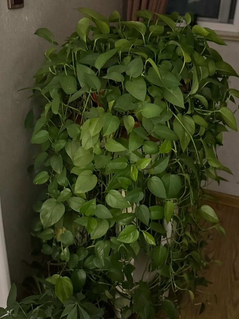 绿萝下垂是品种问题吗?-图3 绿萝下垂是品种问题吗?-图3