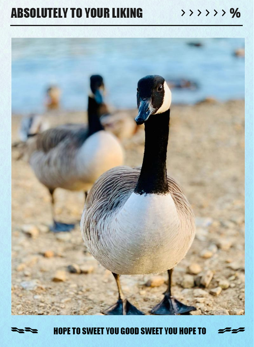 国外鹅的品种有哪些？-图1