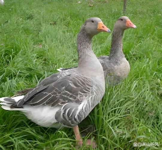 国外鹅的品种有哪些？-图3