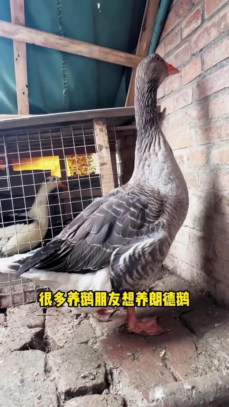 国外鹅的品种有哪些？-图2