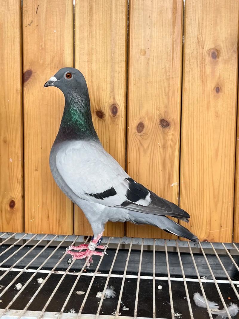 2025年鸽子价格最新行情如何?-图1 2025年鸽子价格最新行情如何?-图1