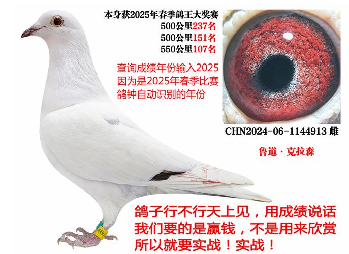 2025年鸽子价格最新行情如何?-图2 2025年鸽子价格最新行情如何?-图2