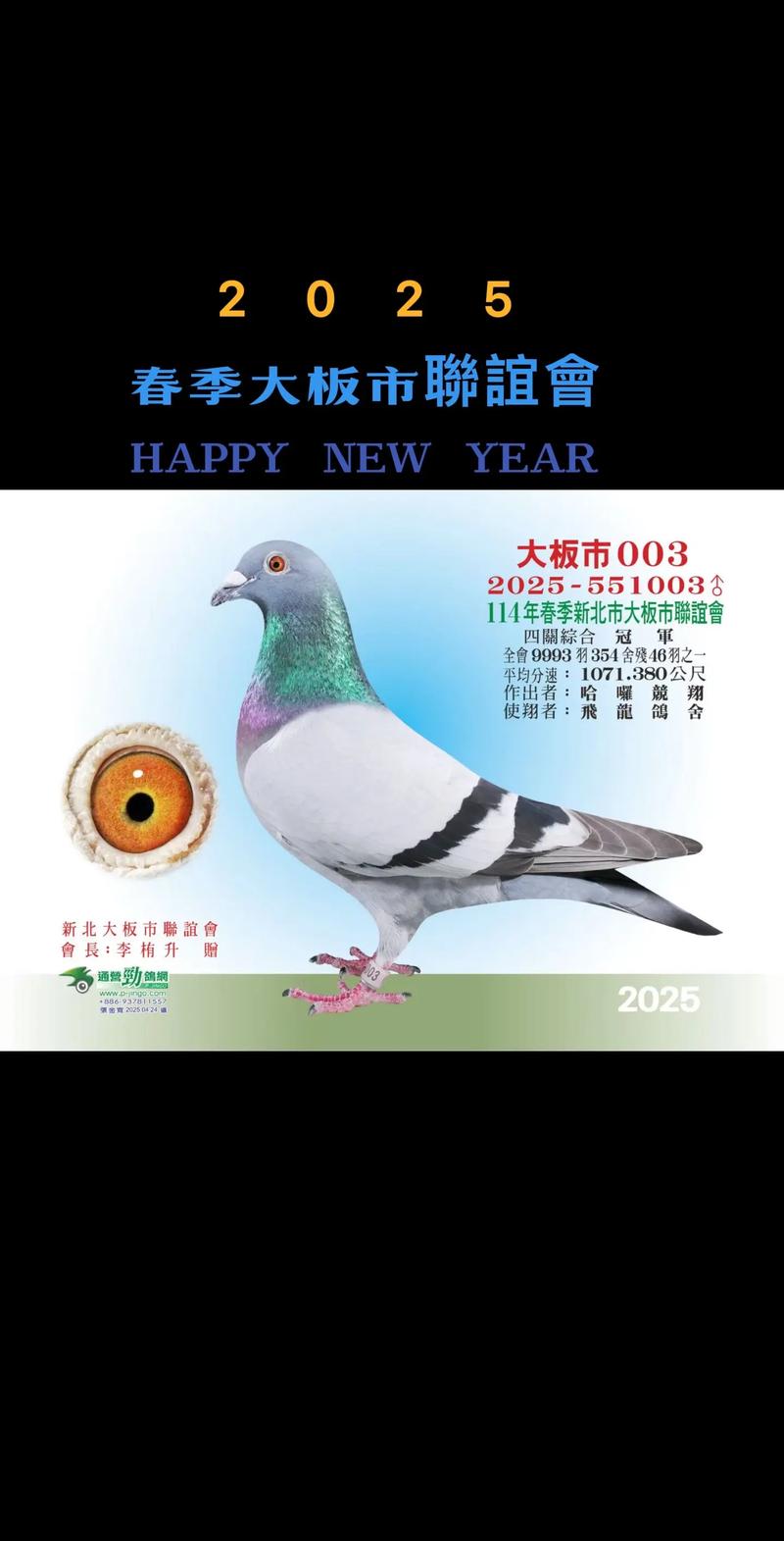 2025年鸽子价格最新行情如何?-图3 2025年鸽子价格最新行情如何?-图3