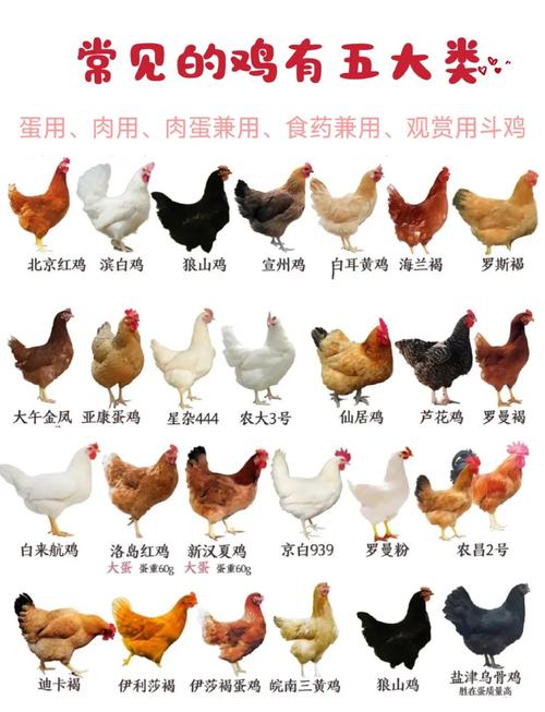 土鸡品种哪个产蛋量更高？-图1