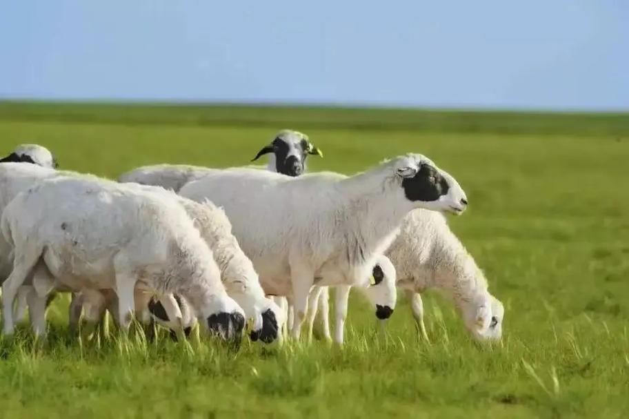内蒙培育了哪些特色羊品种？-图1