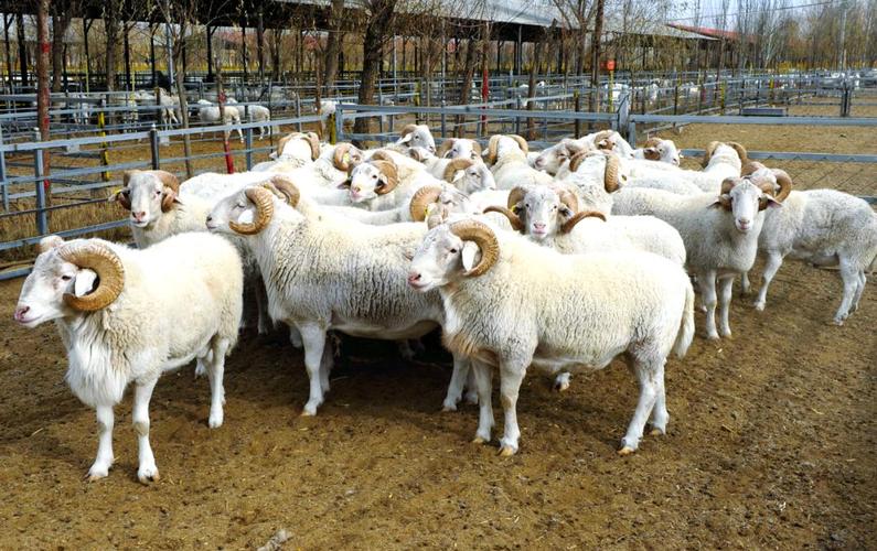 内蒙培育了哪些特色羊品种？-图2