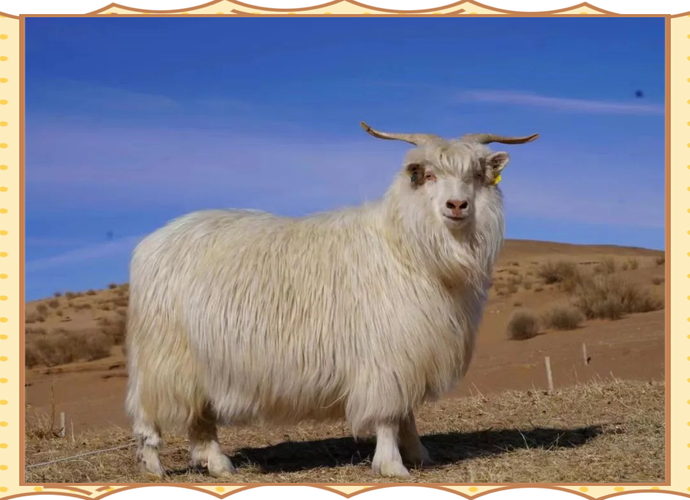 内蒙培育了哪些特色羊品种？-图3