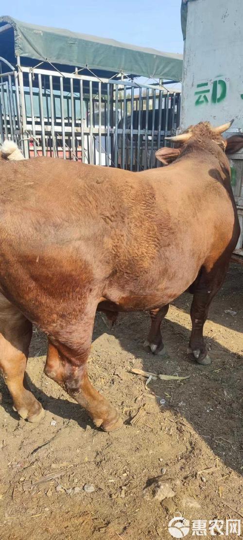 漳州适合养什么牛品种?-图1 漳州适合养什么牛品种?-图1