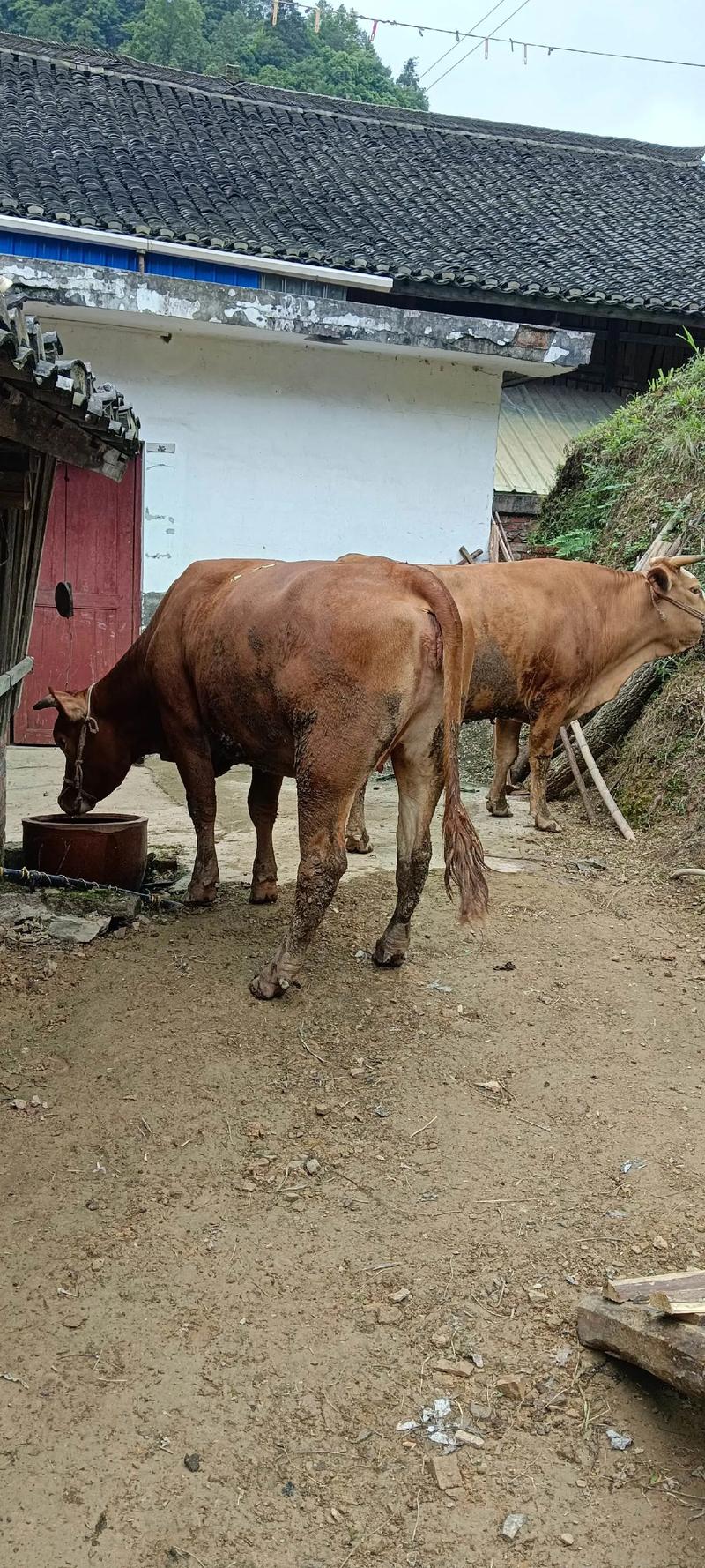 漳州适合养什么牛品种?-图2 漳州适合养什么牛品种?-图2