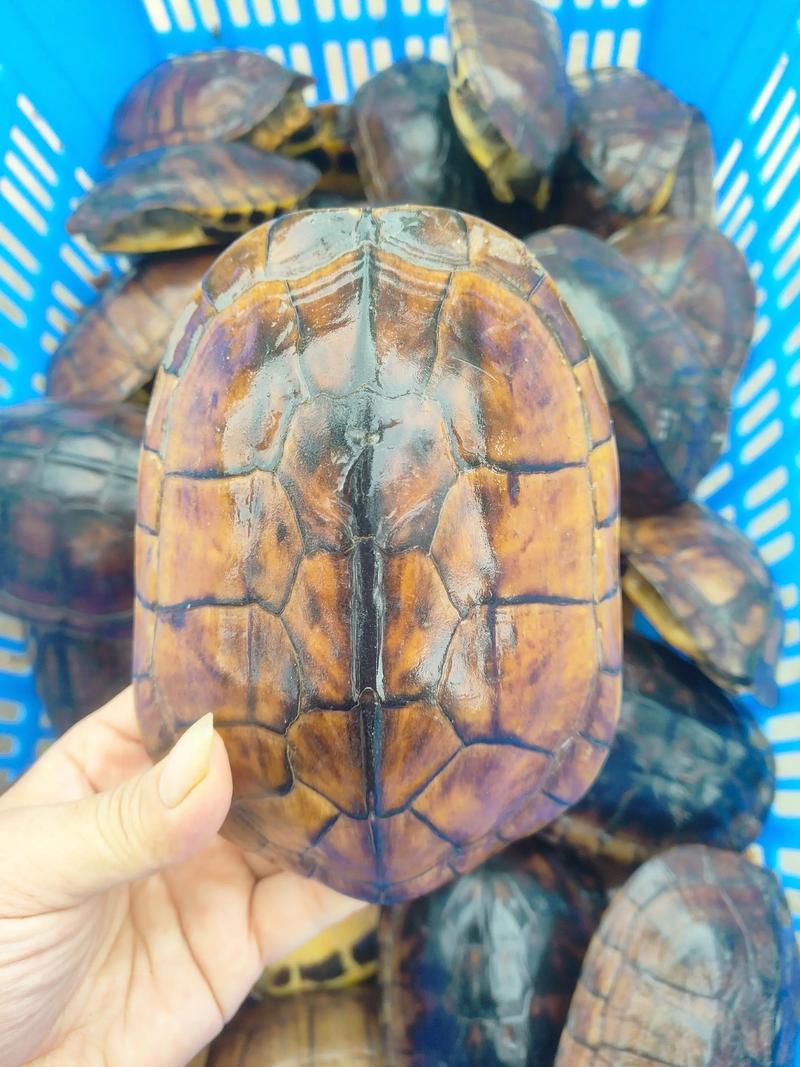 石金钱龟品种图如何区分？-图1