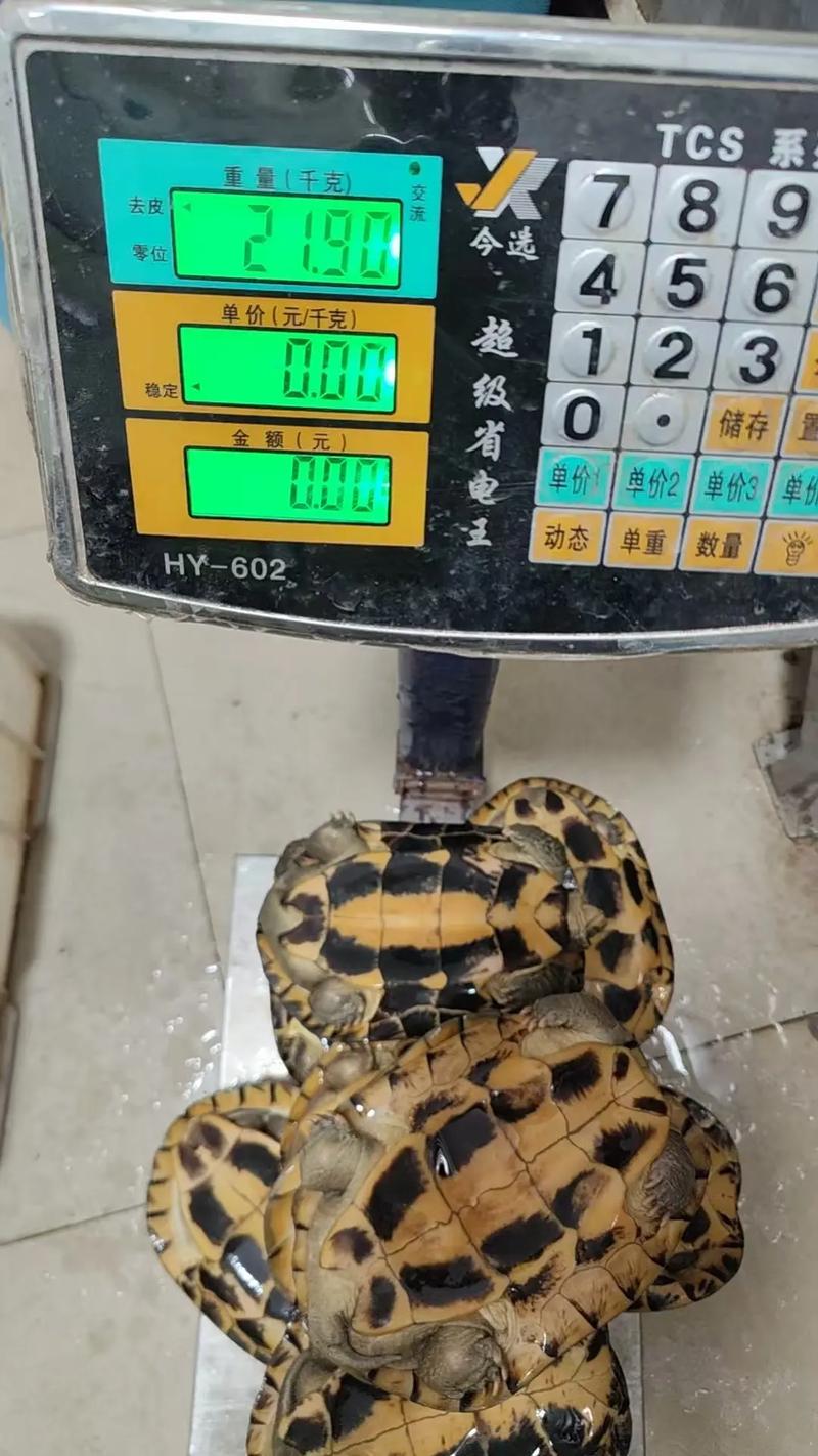 石金钱龟品种图如何区分？-图3