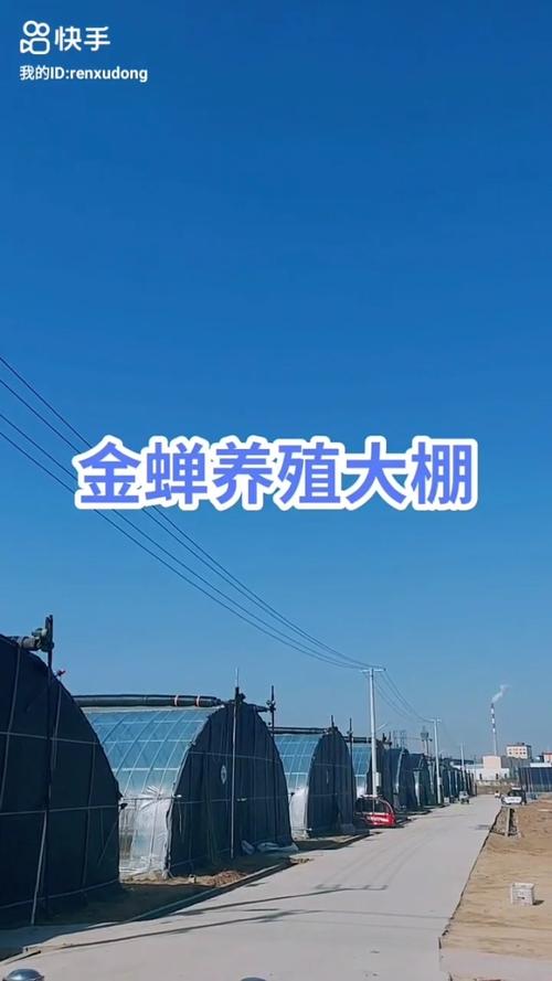 金蝉大棚养殖技术视频怎么学？-图1