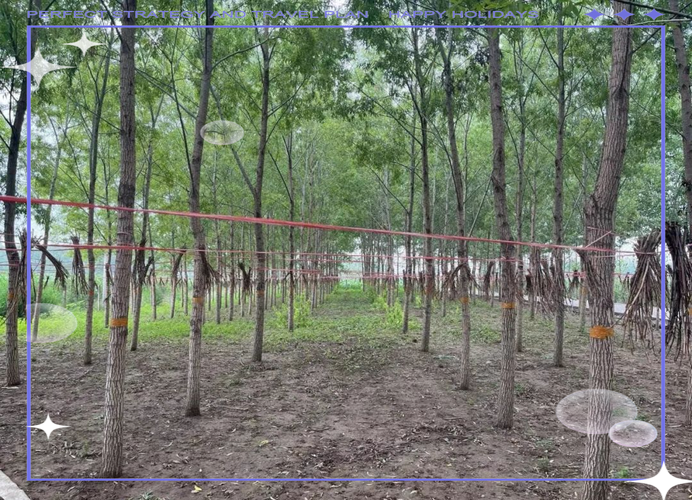 金蝉大棚养殖技术视频怎么学？-图2