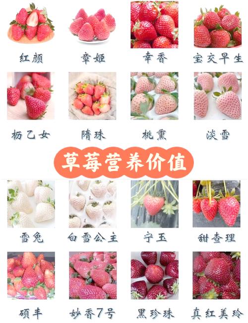 草莓什么品种口感最好？-图1