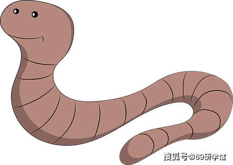 2025年野生蚯蚓价格会涨还是跌？-图2