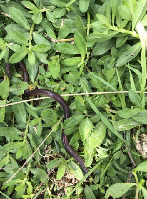 2025年野生蚯蚓价格会涨还是跌？-图3