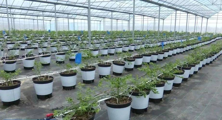 温室大棚蓝莓种植技术要点有哪些？-图1