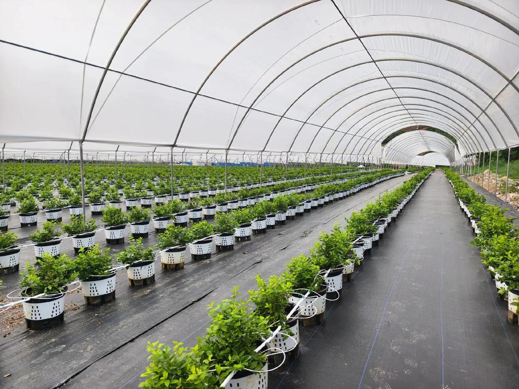 温室大棚蓝莓种植技术要点有哪些？-图2