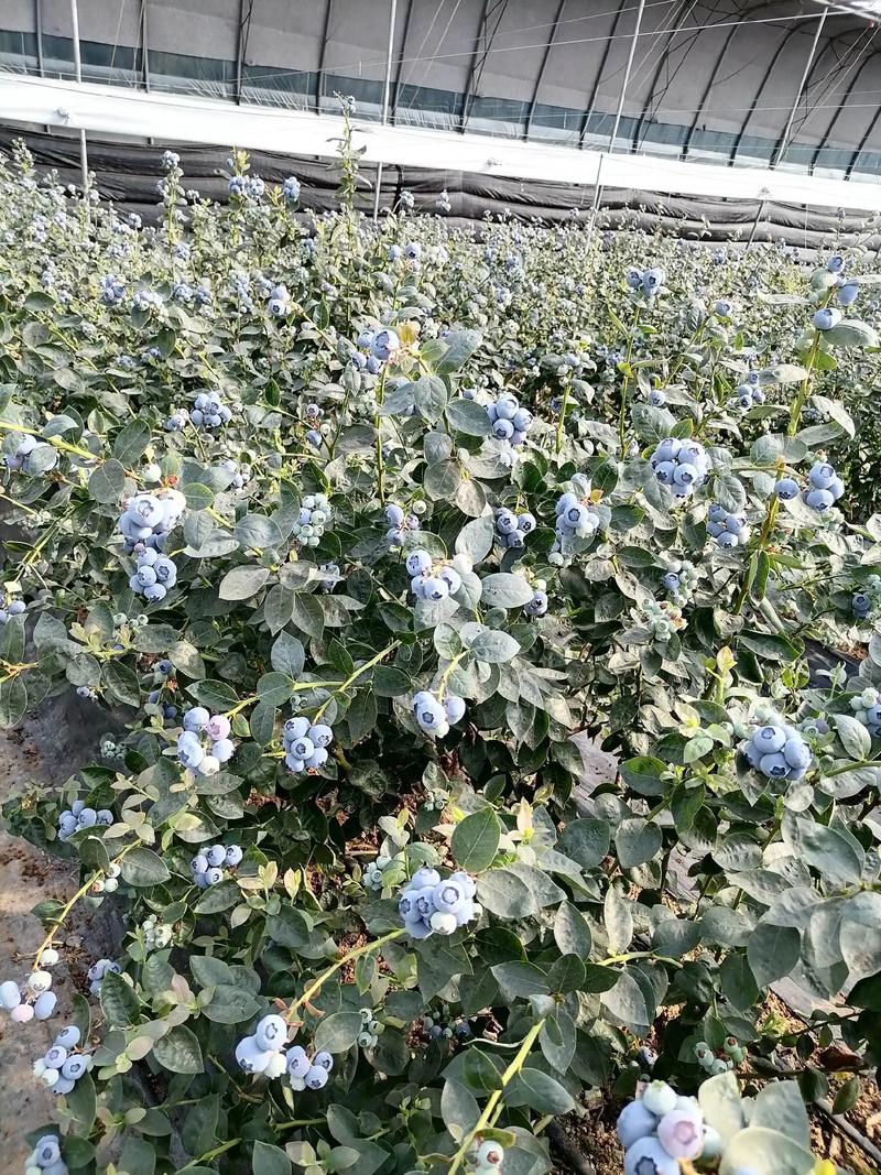 温室大棚蓝莓种植技术要点有哪些？-图3