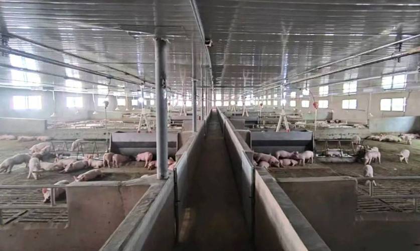 猪场建设怎么建？养猪技术视频教你。-图1
