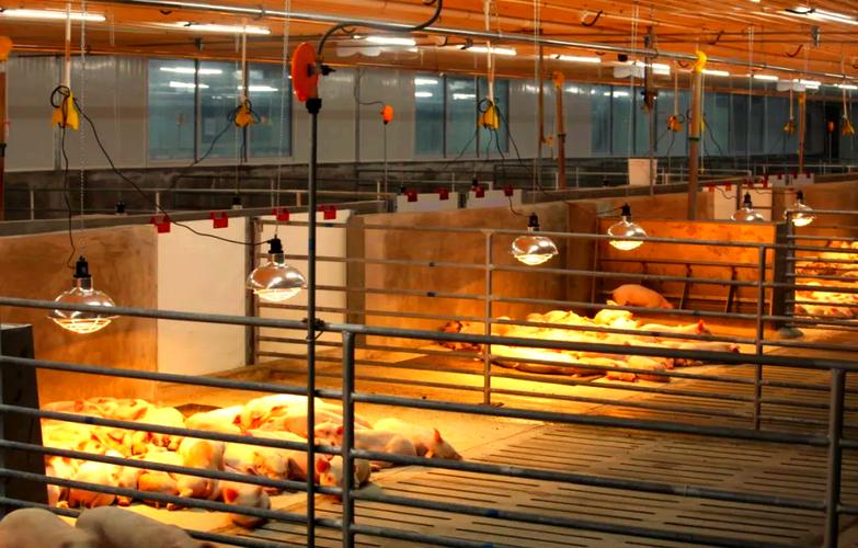 猪场建设怎么建？养猪技术视频教你。-图2