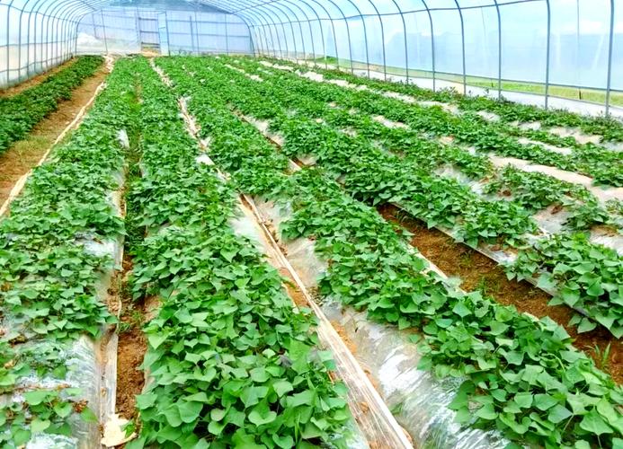 早春红薯大棚种植咋管理？-图1