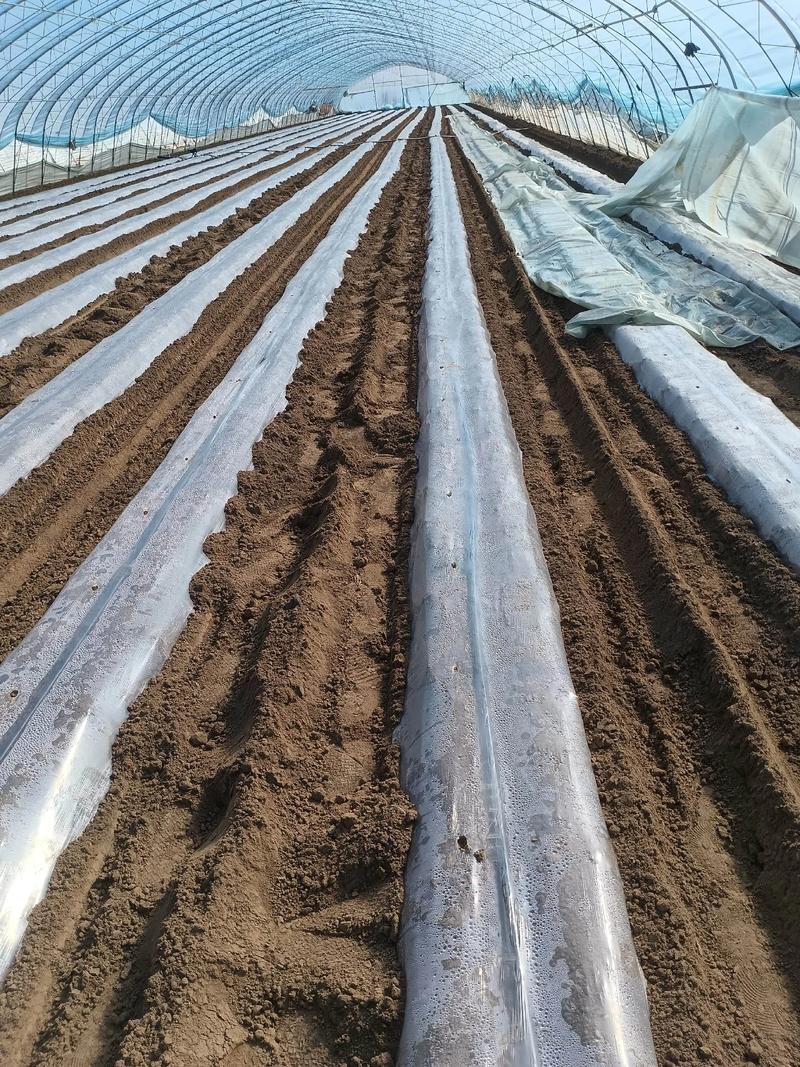 早春红薯大棚种植咋管理？-图2