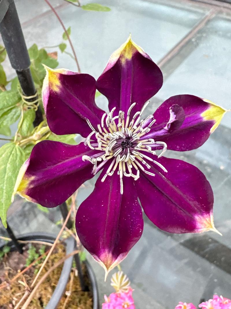 哪些铁线莲品种开花量最多？-图1